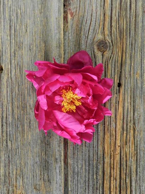 KANSAS  DARK PINK PEONIES